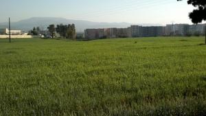 Culture du Blés aux abords de Médéa