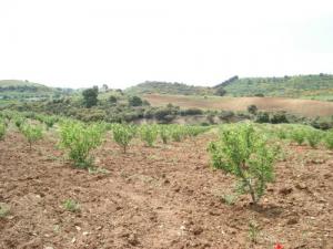 Culture des arbres fruitiers aux alentours de Médéa