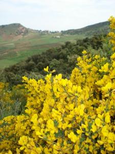 Le Printemps arrive sur la périphérie de Médéa