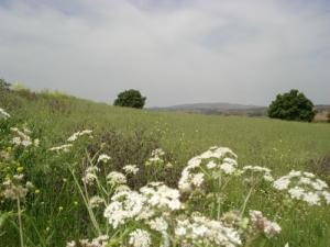 Champ de Blé aux alentours de Médéa