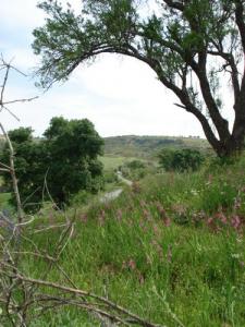 Verdure sur la périphérie de Médéa