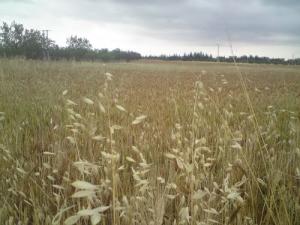 Blé Mûr pour la Moisson à Médéa