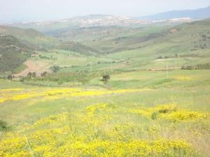 Fleurs Sauvages poussant aux alentours de Médéa