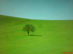 Verdure de Printemps aux alentours de Médéa