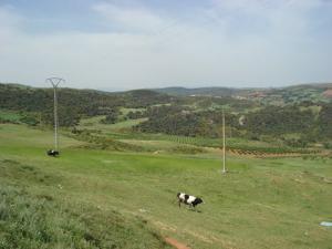 La Verdure de Ben Chicao au Printemps