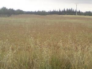 Les Champs de Blé environnant Médéa
