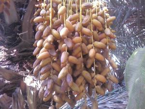 واحات بلدية فركان