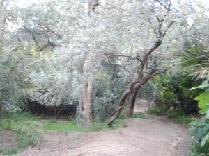 حقول شجر الزيتون ببلدية  فركان