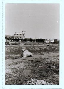 صورة لمدينة  تبسة  في سنة 1963