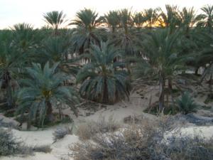 واحات النخيل بمنطقة  ليزرڨ