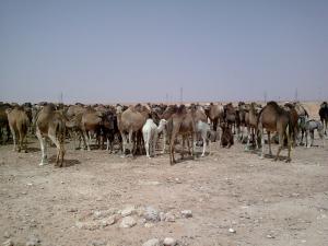 تربية الإبل بالجنوب الجزائري