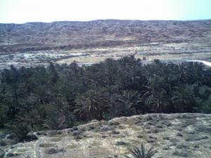 منظر من واحة النخيل المتواجدة جنوب مدينة  فركان