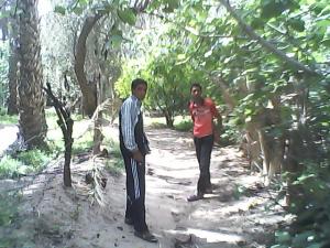 منظر من واحة بلدية  فركان