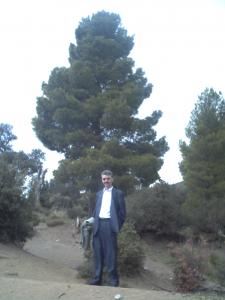 أشجار الصنوبر بمنطقة  شيلية