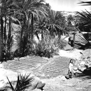 Palmeraie de thiout ain sefra