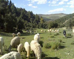 تربية الماشية بحقول جبل  شيلية