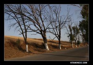 حقول قرية  بني وعزان  ببلدية  عمير