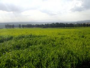 Champs agricoles aux alentours de Médéa