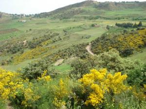 Beauté du Printemps sur Médéa