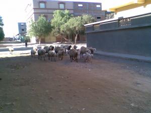 تربية الماشية بقرية 