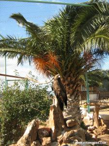 نسر في حديقة الحيوانات لمدينة تلمسان