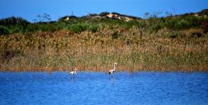Les Oubliés de la Migration ...une Mère Flamand rose et son Petit (Mostaganem)