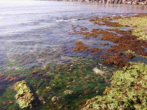 Les Rochers Mousseux de la plage  Salamandre