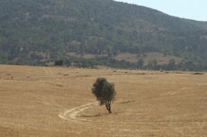 Chemin de Campagne dans la périphérie de Mostaganem