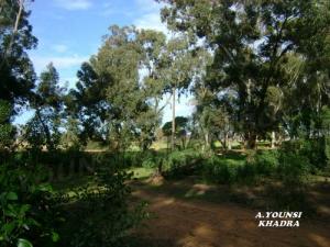 La forêt de Khadra (ex Picard)