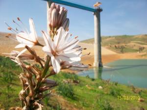 Fleurs Sauvages poussant sur les Rivages du barrage de Kerrada
