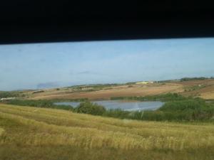 Champ de Blé près de la côte de Stidia à Mostaganem