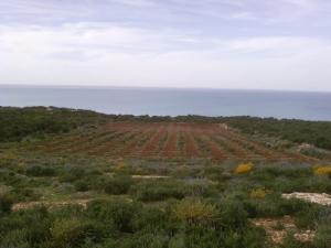 Champ agricole de Sidi Lakhdar