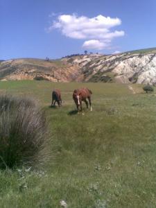 Elevage de Chevaux à Smara