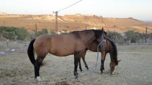 Chevaux à Douar Z'khaimia (Wilaya de Mostaganem)