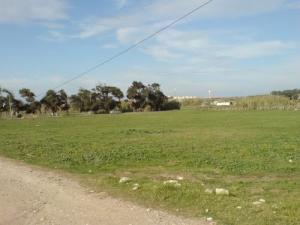 Les Verts Pâturages aux alentours de Msila