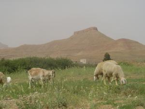 Elevage Ovin dans les alentours de Msila