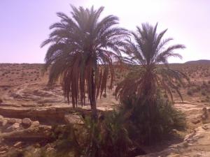 Paysage Semi désertique à Ain Si Messaoud dans la périphérie de Msila