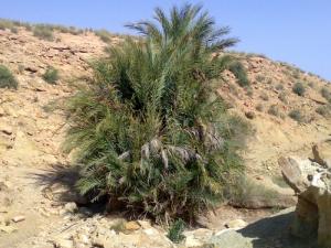 Palmiers Sauvages à Ain Si Messaoud (Périphérie de Msila)