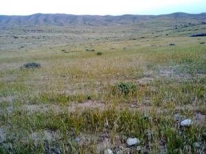Une Prairie de Msila à l'Approche de l'été