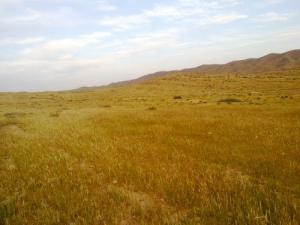 Les Prairies de Msila à l'Approche de l'été