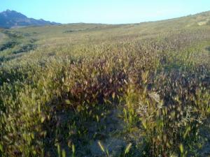 Champ de Blé dans la campagne de Msila