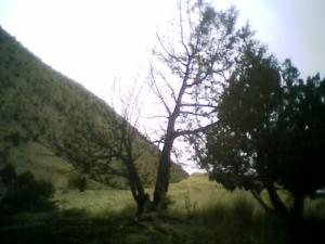 Un Arbre Brûlé par des braconniers