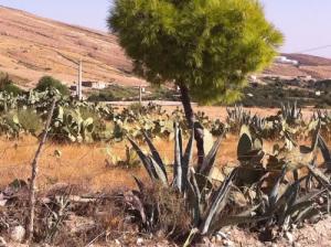 Les figues berberes à Dehahna (Wilaya de Msila)