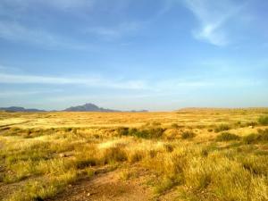 Les prairies jaunies par le soleil d'été à Msila