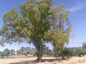 Les Arbres de Thenit Chara (Wilaya de Msila)
