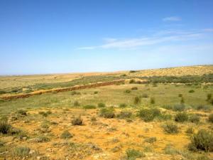 Végétation jaunie par le soleil d'été (périphérie de Msila)
