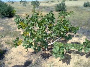 Échantillon de Flore à Msila