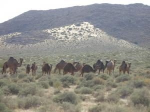 Dromadaires à M'cif