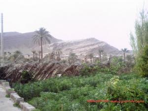 Champ de Palmier dans la commune de Sidi Brahim