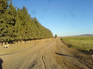 Paysage pastoral près de Msila